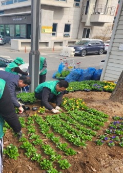 5-1. 풍무동 남녀새마을회 봄꽃 9천본 식재(식재현장).jpg