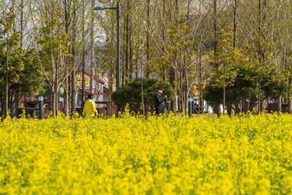 [산림녹지과]금암동 유채꽃.jpg