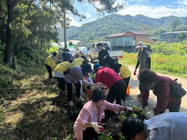 11-2 여수시 주삼동 자생단체, 대곡제 산책로 가을꽃 식재.jpg