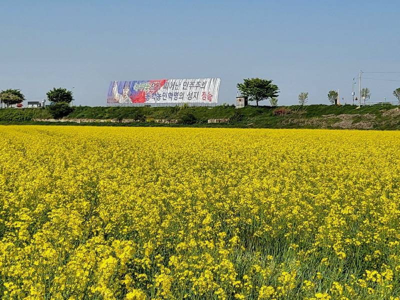 0502 정읍시, 경관농업 시범지구 유채꽃 만개!.jpg