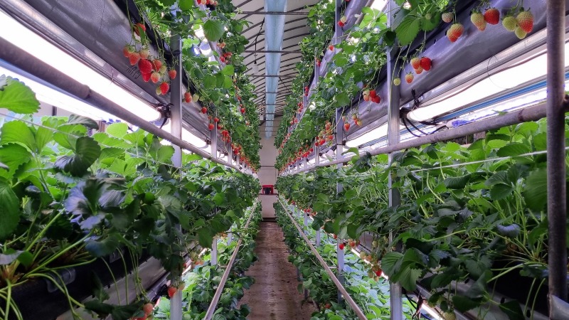 창고형 식물공장(폐업한 버섯농장이 딸기농장이 된 모습).jpg