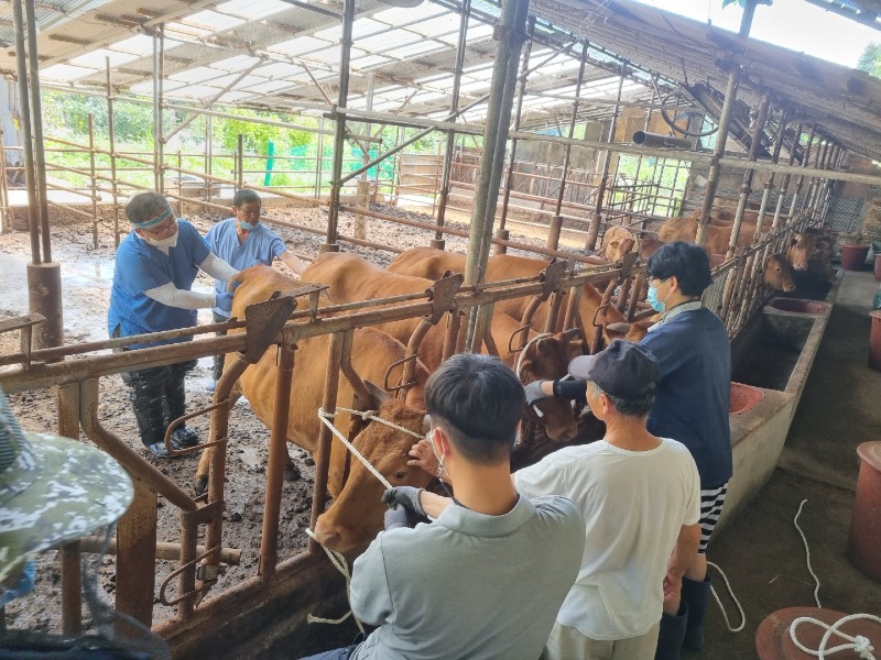 강릉시, 혹서기 대비 축산농가 순회진료 실시02.jpg