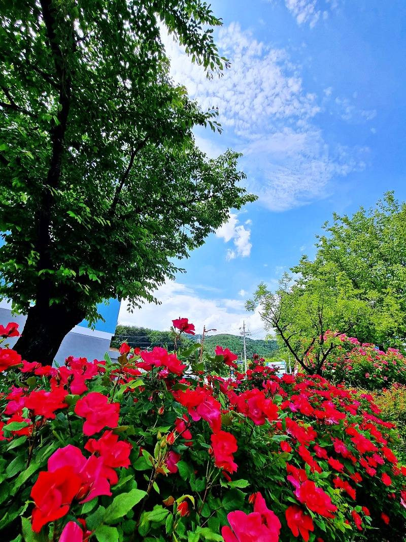 2. 장미도시 조성사업.jpg