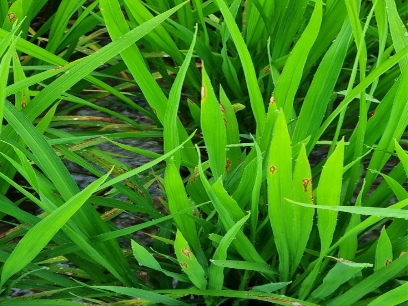 [크기변환]06-여주시 도열병 방제 등 장마철 논 관리 당부1.jpg