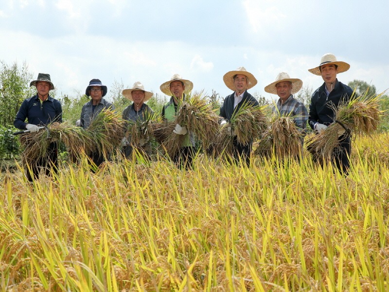 1.[기획] 고양 가와지 햅쌀 수확 (2) 가와지1호 벼베기 행사2.jpg