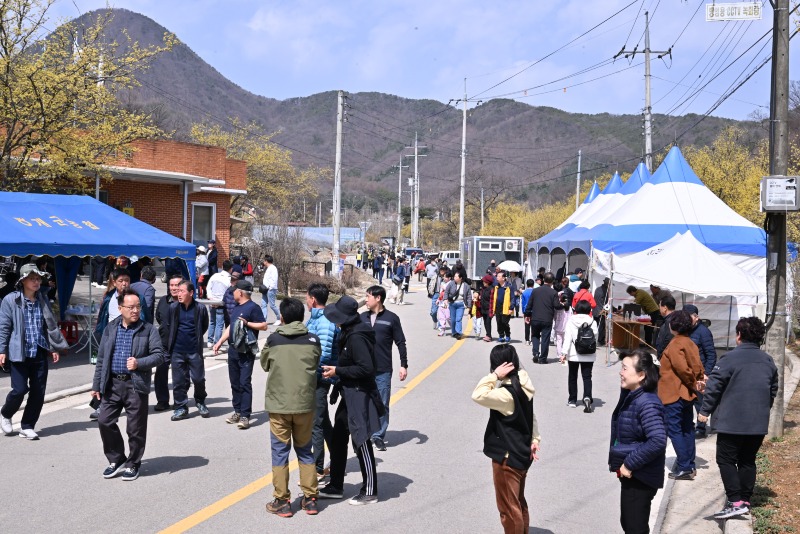 03 개군면 산수유꽃 먹거리장터 (1).jpg