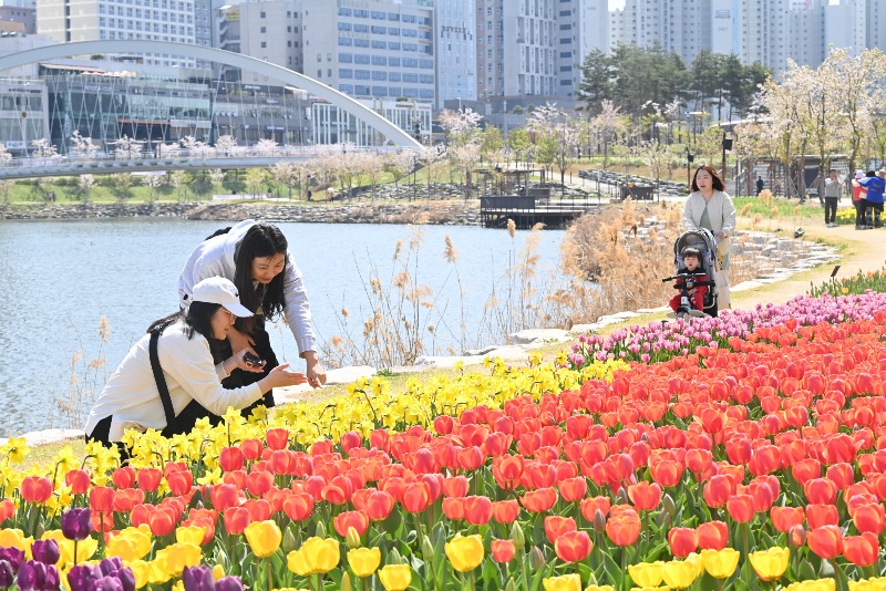 ‘꽃향기 가득’ 하남시, 공원과 길가에 계절꽃 9만7,000본 식재.jpg