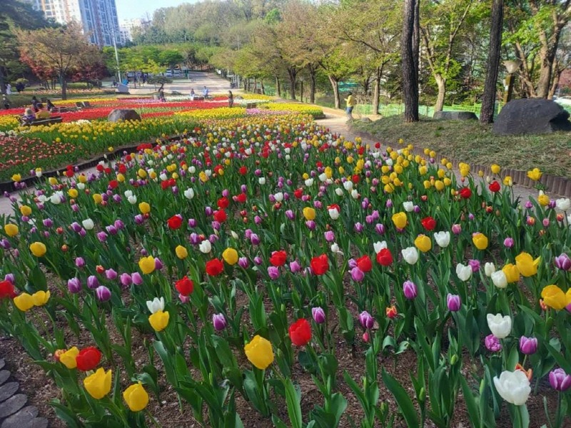 3.공원과(튤립 향기 가득한 의정부로 봄나들이 오세요).jpg