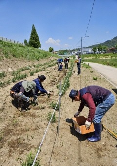 5.23. - 양주시, 신천생태하천 구간 ‘봄맞이 꽃그령 심기’ 활동 시행2.jpg