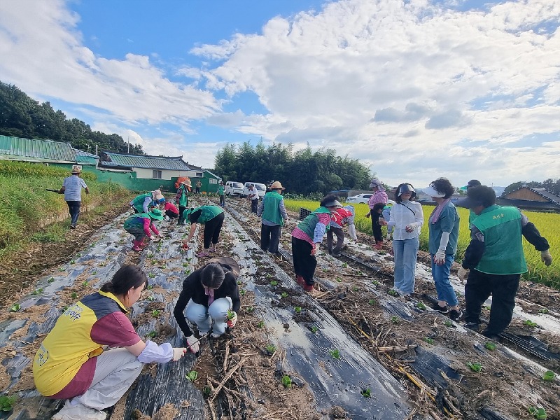 9 여수 주삼동 지역사회보장협의체, ‘배추 모종 심기’에 구슬땀.jpg