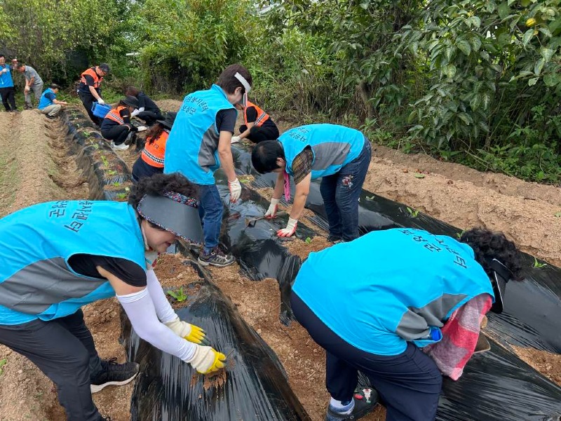 5-2. 보성군 보성읍의용소방대, 지역단체와 김치 나눔을 위한 배추 모종 식재_보성읍의용소방대와 지역단체가 김치 나눔을 위한 배추 모종을 식재하고 있다.jpeg