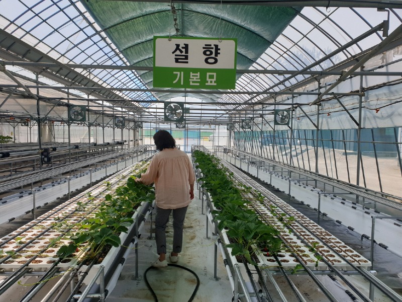 사본 -딸기묘 긴급 분양 (1).jpg