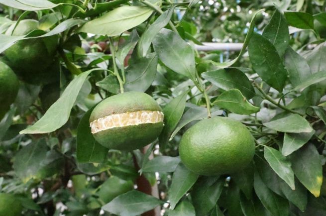 레드향 열과 모습