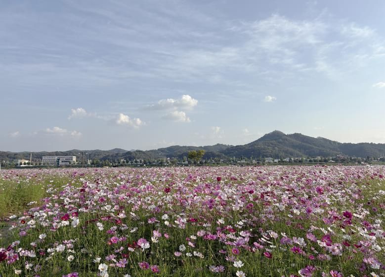 안동 낙동강변, 코스모스와 핑크뮬리 개화 시작
