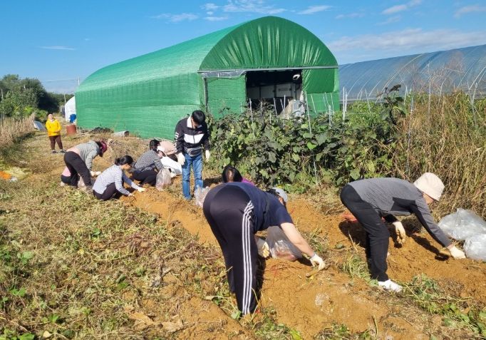 ‘2025년 나눔 농장 고구마 캐기’ 행사