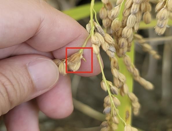 상주시, 벼 수발아 피해 농가 적기수확 당부