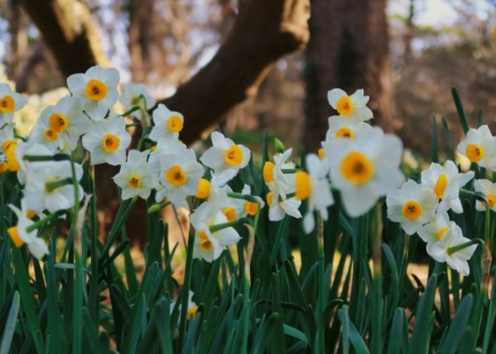 절물자연휴양림 수선화