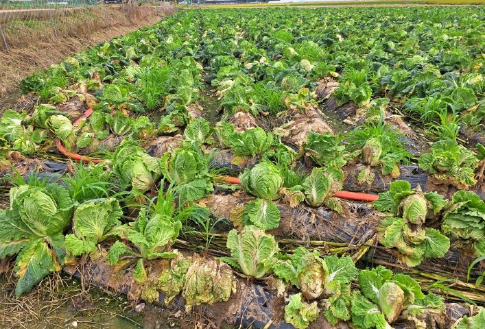 충북농기원, 가을배추 수확 전 현장기술지원 강화 (가을배추 무름병 발생 포장-청주시 미원면)