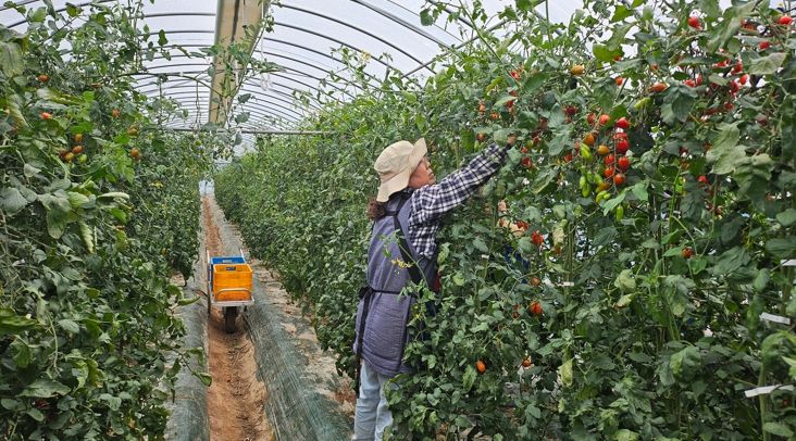 봉화 공동영농 재산지구 토마토도 대박, '억' 소리 나네