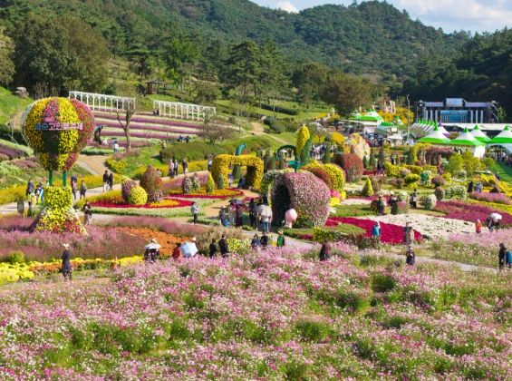 '2025 화순 고인돌 가을꽃 축제(도곡 축제장 전경)
