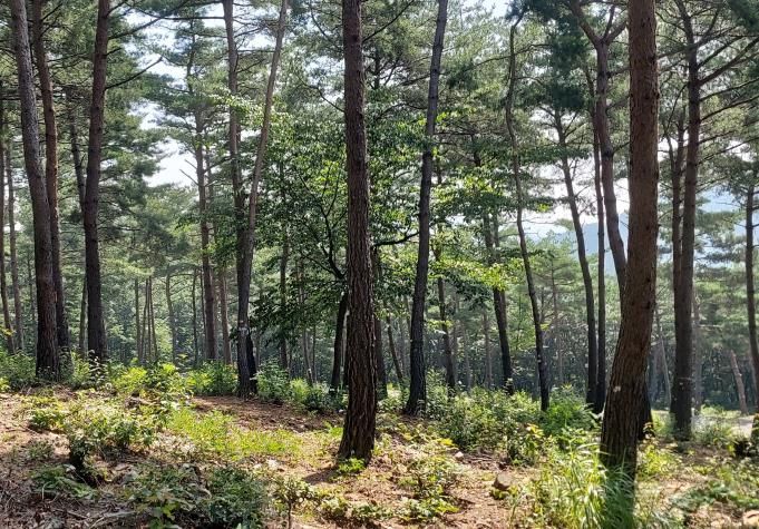 국립기억의숲 풍경