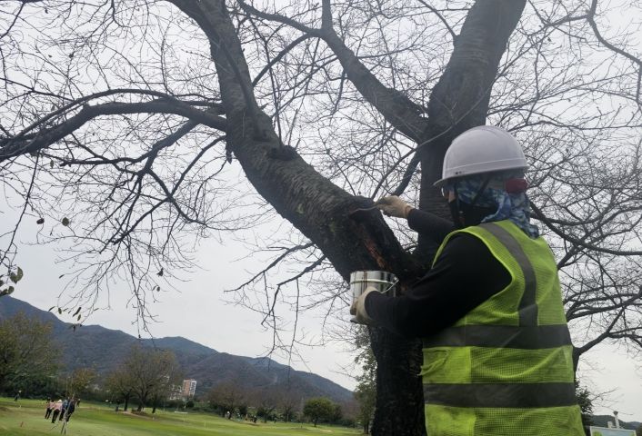밀양파크골프장에서 수목 외과수술을 진행하고 있는 모습