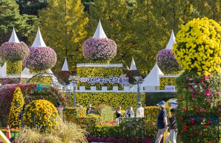 전국을 물들인 익산 천만송이 국화축제 대흥행