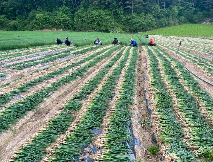 고랭지 쪽파, 주산지로 발돋움