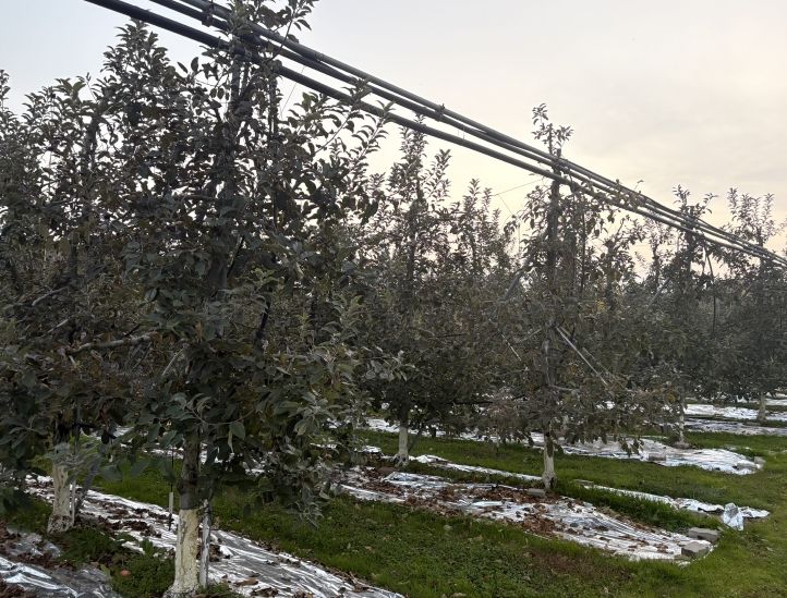 농기원, 내년 품질 향상 위해 시비·관수·동해예방 철저 당부