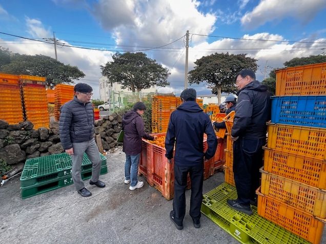 상품 외 감귤 단속