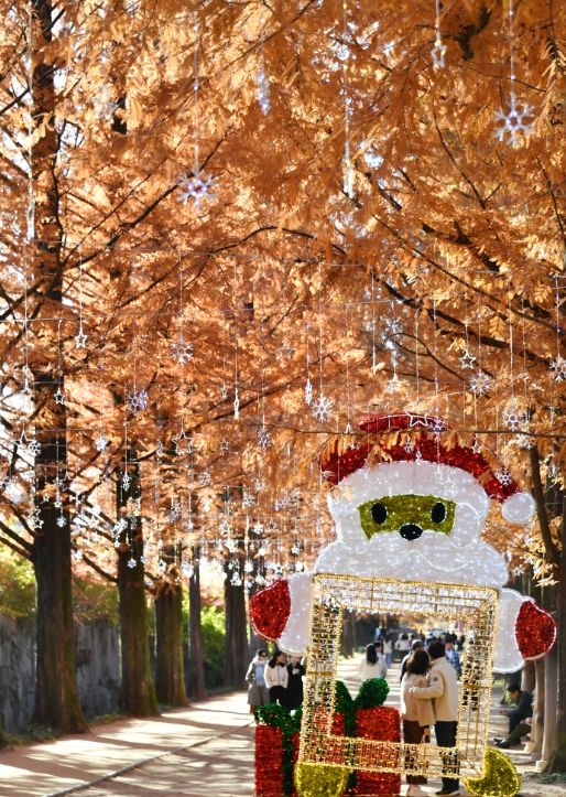 담양 메타세쿼이아길, 가을 풍경 ‘장관’