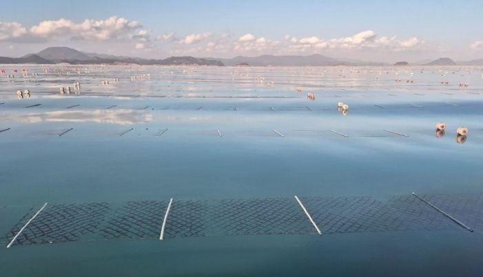 2026년산 청정 고흥산 김 본격 출하