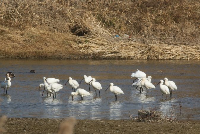 논산 연산천에서 노랑부리저어새 월동중