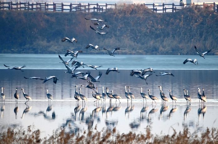 주남저수지 갈대섬 인근에서 재두루미가 쉬고 있다.