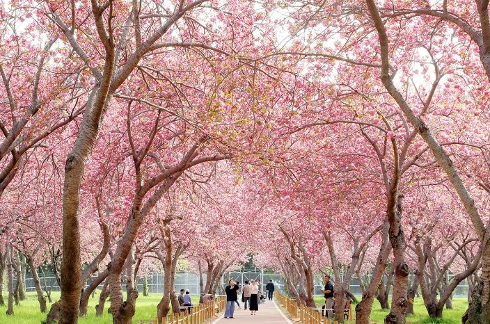 웅동벚꽃단지 전경