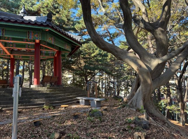 수령 100년 추정‘팽나무 연리목’