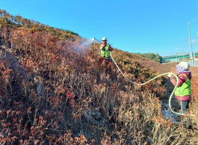 기존 공원에 식재되어 있던 철쭉을 이식해 조성한 동순천IC 진입부 철쭉 단지