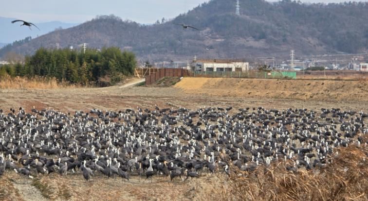 순천만 갈대숲 탐방로 인근 농경지 복원지에 흑두루미 2,200마리가 들어와 먹이활동을 하고 있다