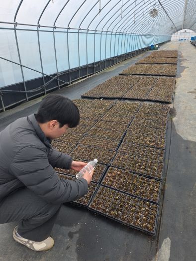 금산천 데크길 꽃잔디 종자