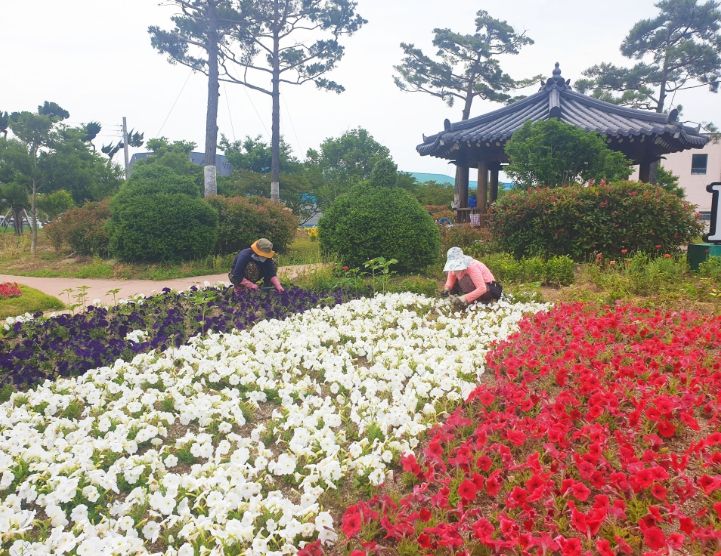 1. 보성군, 상반기 직접 일자리 사업 참여자 모집_보성군은 오는 1월 30일까지 상반기 직접 일자리사업 참여자를 모집한다고 밝혔다