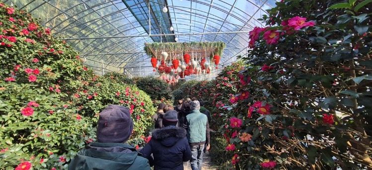 섬 겨울꽃 축제