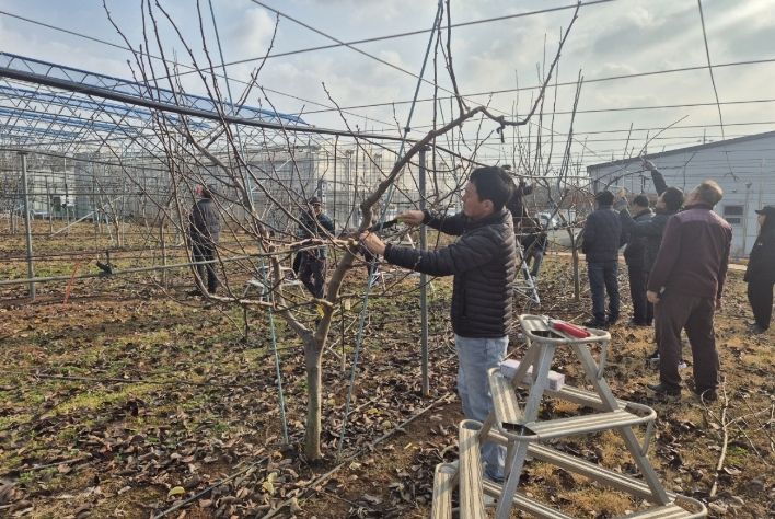 나주시가 오는 27일까지 ‘2026년 우리품종 나주배 전정단 육성 기술교육’ 3기 교육생을 모집한다. 사진은 우리품종 나주배 전정단 현장 교육 모습.