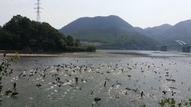 가평군, 5~6월 산란기 민물가마우지 집중 포획