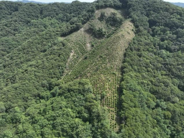 2025년도 조림 및 숲가꾸기 사업 전경 사진