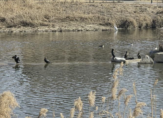 동두천시 남산모루 작은도서관, 신천 겨울 철새 관찰 프로그램 성료
