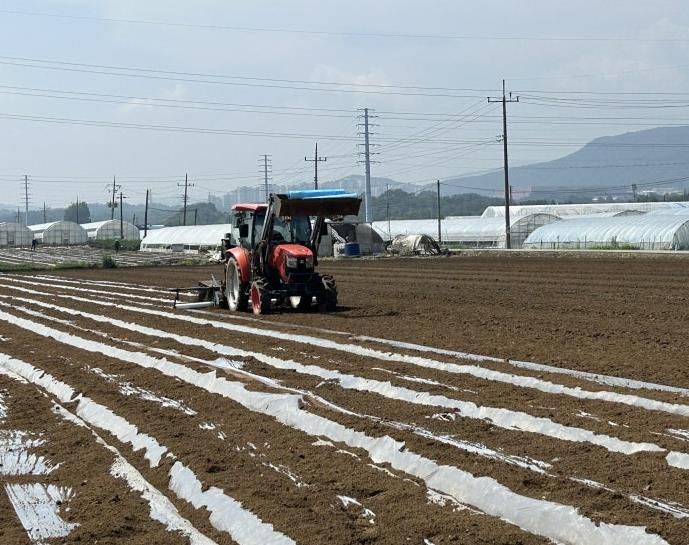 배추 씨스트선충 약제 방제 사진