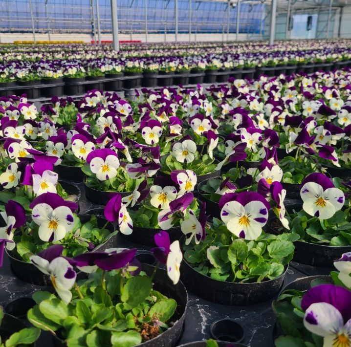 ·꽃잔디 7만 포기 재배로 봄맞이 준비