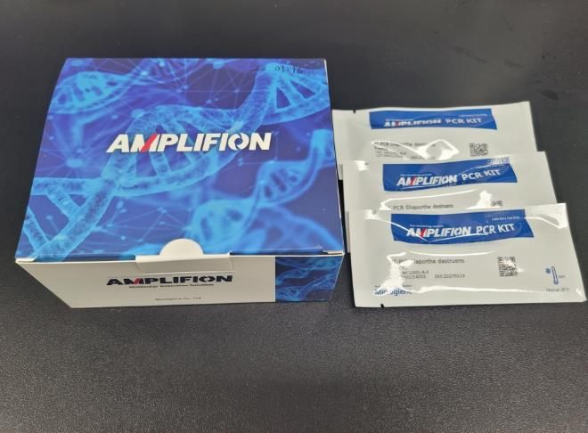 고구마 덩이줄기썩음병 진단키트