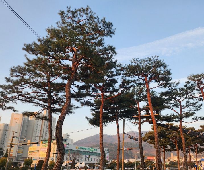 소나무 전정으로 안전한 귀성길 준비