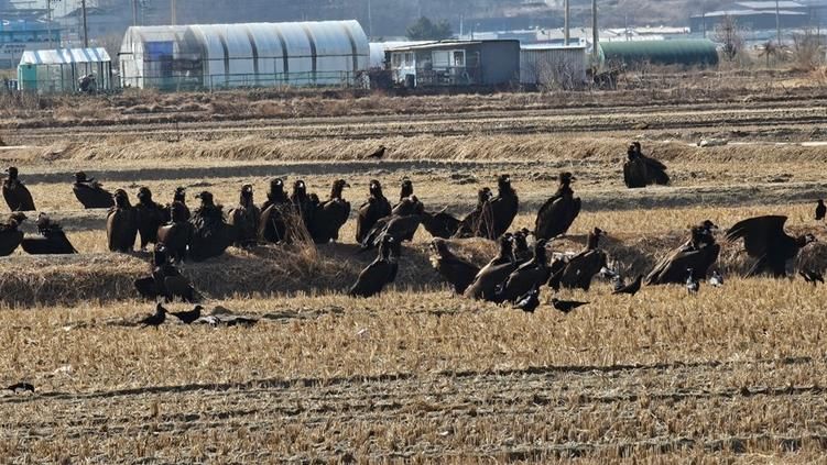 ‘파주 독수리 식당’ 생태여행 성황리 종료